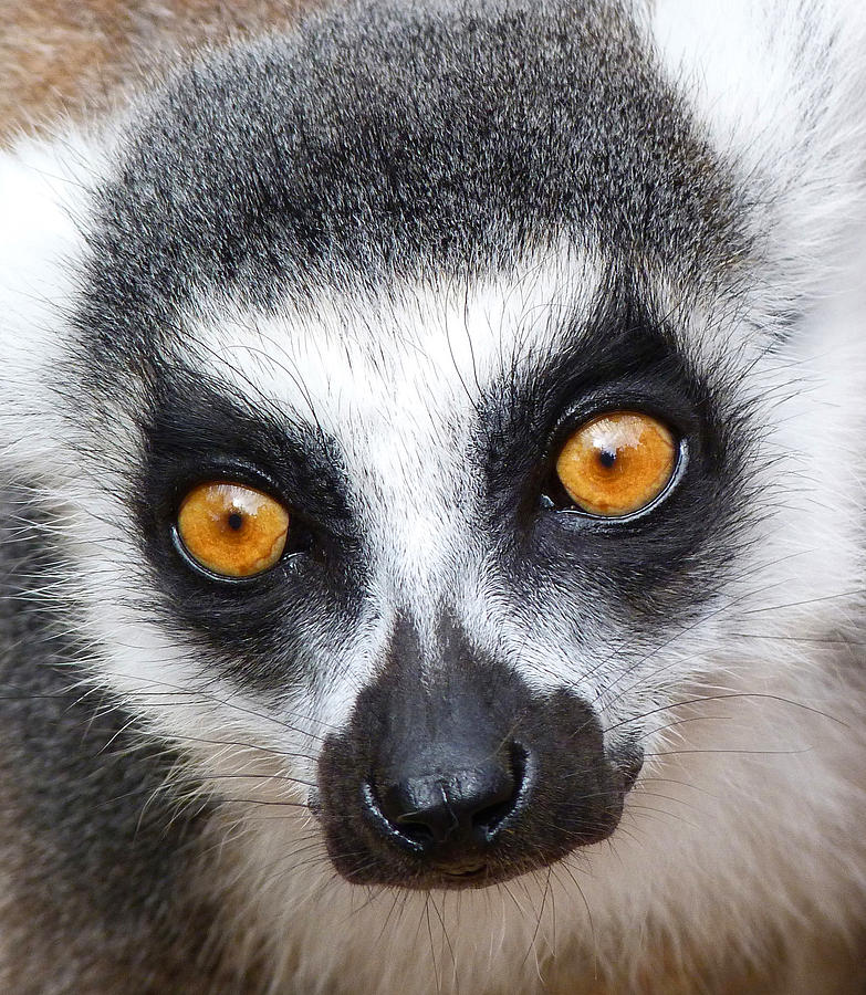 glowing-lemur-eyes-margaret-saheed